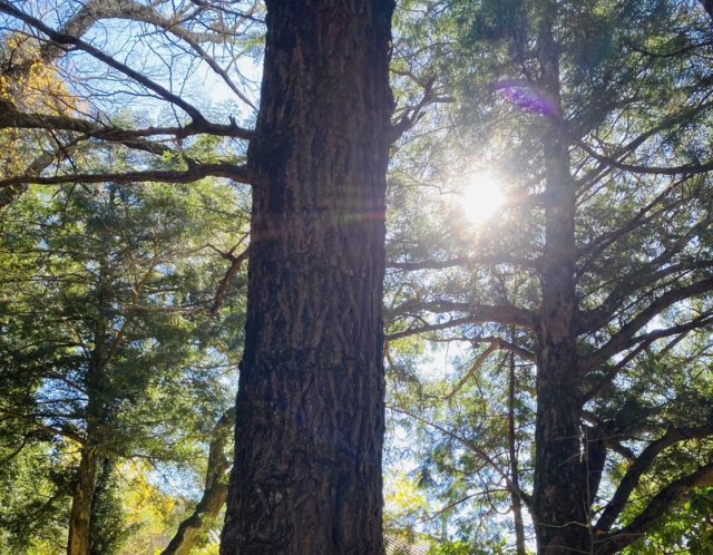 11月13日18:28蠍座新月🌑✨