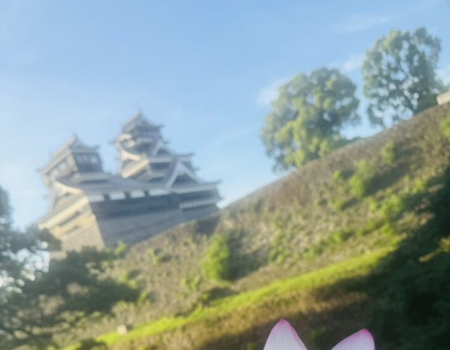 加藤清正公ゆかりの蓮400年の歴史・肥後絞り